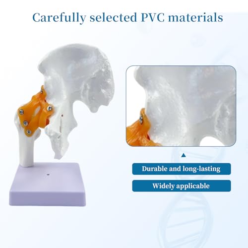 6-Piece Human Joint Anatomy Model Set, Life-Size Shoulder, Elbow, Hip, Knee, Hand and Foot Models for Basic Joint Structure and Movement Demonstration