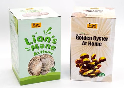 Two Mushroom Grow Kits, 3Lb Each (Golden Oyster & Lion's Mane) - style: Golden Oyster & Lion's Mane