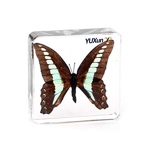 Real Insect Butterfly Specimen Paperweight Animal Taxidermy Collection Display Sciecne Classroom Specimen for Science Education (Butterfly 3) - color: Butterfly 3