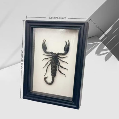 Real Scorpion Specimen - Mounted in a Frame