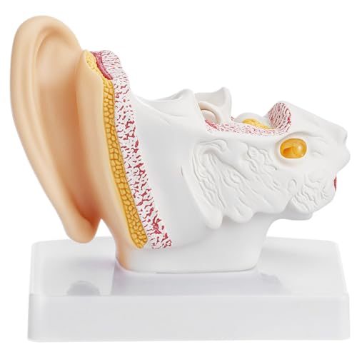 QWORK Ear Model, 1.5X Enlarged Human Ear Anatomy Model, Detailed PVC Structure with Hand-Painted Finish Inner Ear Model