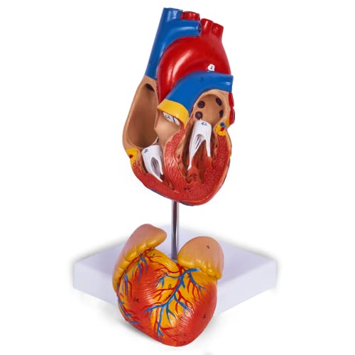 breesky Life Size Human Heart Model, Anatomically Accurate 2-PartMedical Model with 48 Anatomical Structures & Mounted Display Base & Number Manual for Classroom & Cardiology Study - style: 48-Numbered Anatomical Heart Model