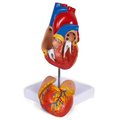 breesky Life Size Human Heart Model, Anatomically Accurate 2-PartMedical Model with 48 Anatomical Structures & Mounted Display Base & Number Manual for Classroom & Cardiology Study - style: 48-Numbered Anatomical Heart Model