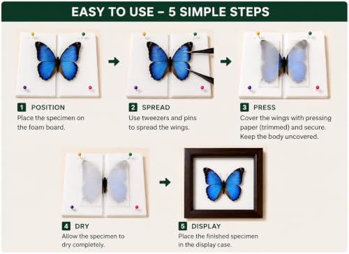 Insect Pinning Kit for Beginners with Walnut Display Case, Butterfly & Bug Specimen Mounting Kit, EVA Foam Spreading Board, Insect Pins, Tweezers, Scissors & Wing Pressing Paper - size: Kit with Walnut Display Case