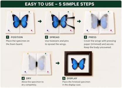 Insect Pinning Kit for Beginners with Walnut Display Case, Butterfly & Bug Specimen Mounting Kit, EVA Foam Spreading Board, Insect Pins, Tweezers, Scissors & Wing Pressing Paper - size: Kit with Walnut Display Case
