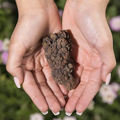 KALIFANO Authentic Prehistoric Dinosaur Coprolite Feces Trace Fossil - Fossilized Dinosaur Dung Poop Coprolite from Madagascar (Information Card Included) - color: Coprolite Feces Trace