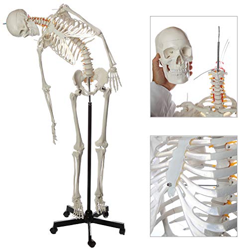 Axis Scientific Flexible Life-Size Human Skeleton, 5'6"