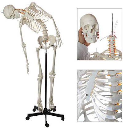 Axis Scientific Flexible Life-Size Human Skeleton, 5'6"