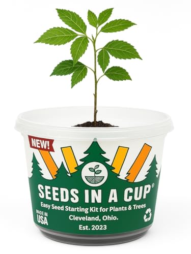 Seeds in A Cup- Tree Growing Kit (American Ash) - style: American Ash