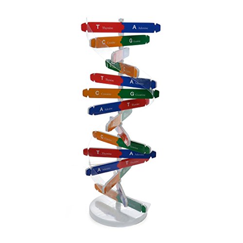 DNA Double Helix Model, Biology Science Educational Aid for Students