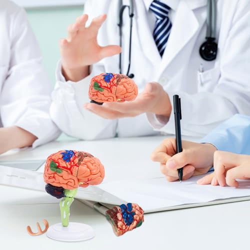 32-Piece Human Brain Anatomy Model with Display Stand, 4.3-Inch Detachable Brain Replica for Adult Anatomy Study, College Biology, Nursing and Medical Education
