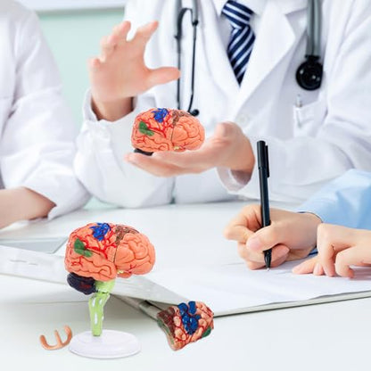 32-Piece Human Brain Anatomy Model with Display Stand, 4.3-Inch Detachable Brain Replica for Adult Anatomy Study, College Biology, Nursing and Medical Education