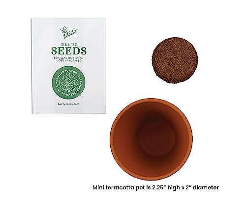 Buzzy Seeds Lavender Grow Kit 20-Pack, Mini Terracotta Pots, Bulk Favors
