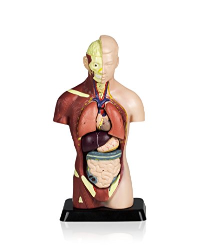 VAT105 Sexless Human Torso | 7 Removable Parts | Displays Respiratory, Circulatory, Digestive, Nervous, Urinary System, and Musculature | Instruction Manual Included