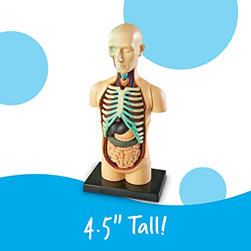 Learning Resources Human Anatomy Model Body