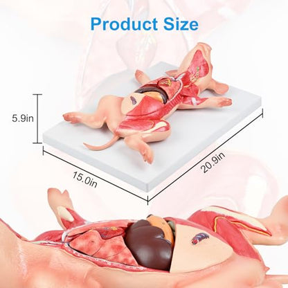 JNMFTD Pig Anatomy Model,Life Size 10 Part Fetal Pig Animal Anatomical Removable Stomach Liver Heart Intestine Skin Muscle with Product Manual Card for Medical Educational Training Scientific