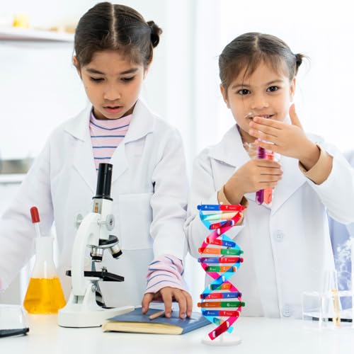 NUOBESTY DNA Model Kit Double Helix Structure Model, 13 in Assembling Biology Teaching Aid with Stand, Color-Coded Base-Pairing A-T G-C, STEM Classroom Science Fair Display for Ages 12+ (Pack of 2) - size: 37.00X11.60X11.60CM (Pack of 2)