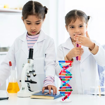 NUOBESTY DNA Model Kit Double Helix Structure Model, 13 in Assembling Biology Teaching Aid with Stand, Color-Coded Base-Pairing A-T G-C, STEM Classroom Science Fair Display for Ages 12+ (Pack of 2) - size: 37.00X11.60X11.60CM (Pack of 2)