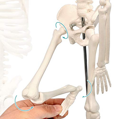 17.7“ Human Skeleton Model for Anatomy,Movable Arms Legs Bones Structures