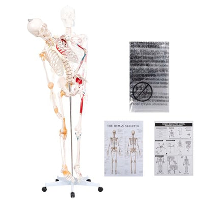 70.8" Bendable Spine Skeleton Anatomy Model, Muscle Insertion & Ligaments - color: Red+White, size: 70.8"H-Bend