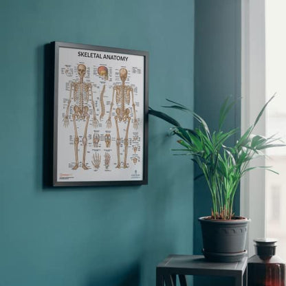 Anatomy Lab Skeletal System Poster, 17.3 x 22.5 Inches, Laminated, Anatomically Accurate, Wall Art for Home Office, Classroom, Fitness Studio - color: Skeletal
