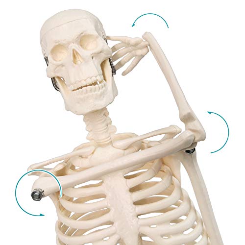 17.7“ Human Skeleton Model for Anatomy,Movable Arms Legs Bones Structures