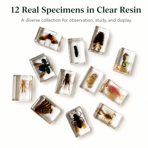 12pcs Real Insect Specimen,Taxidermy Butterfly & Insect Specimen in Resin - color: 12Pcs Insect Specimen