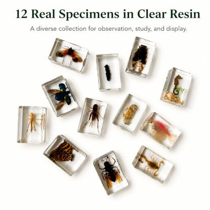 12pcs Real Insect Specimen,Taxidermy Butterfly & Insect Specimen in Resin - color: 12Pcs Insect Specimen
