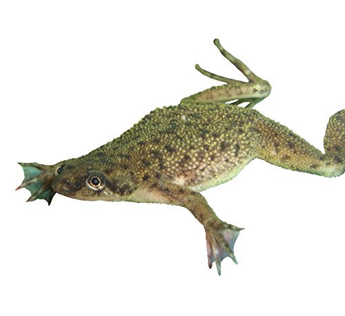African Dwarf Frog Kit with Certificate for 2 Live Frogs, Book, Tank Bundle