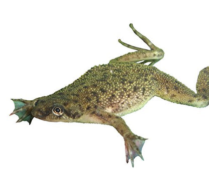 African Dwarf Frog Kit with Certificate for 2 Live Frogs, Book, Tank Bundle