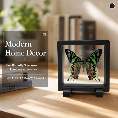1pc Authentic Butterfly Specimen PE Film Suspension Box Unique Birthday Gift for Biology Enthusiasts Classroom Teaching Aid (Madagascan Sunset Moth) - color: Madagascan Sunset Moth