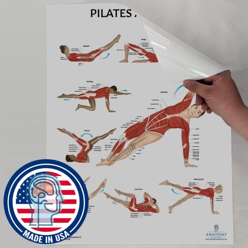 Anatomy Lab Pilates and Muscular Anatomy Poster Set - color: Pilates + Muscular