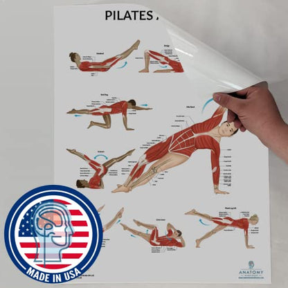 Anatomy Lab Pilates, Muscular, Skeletal Anatomy Poster Set - color: Pilates + Muscular + Skeletal