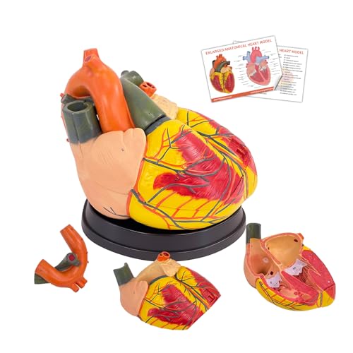 JNMFTD 3X Enlarged Anatomical Heart Model,3 Part Removable Human Heart Model with Ventricles Atria Valves Veins Artery Magnetic Assembly Colorful Number Guide for Science Classroom Cardiology Study - size: 16"L x 5"W