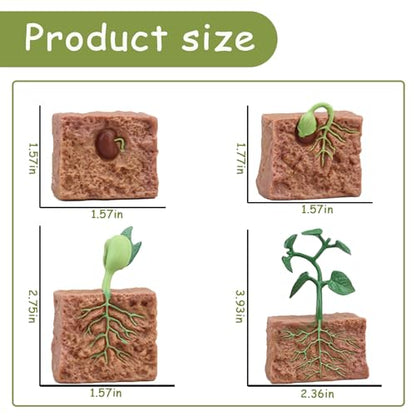 Mbrain 4 pcs Plant Growth Cycle with Flash Cards,Life Cycle Learning & Education Toys,Montessori Toys,Gift for Girl & Boy for 3 4 5 6 7 Year Old (Plant) - color: Plant