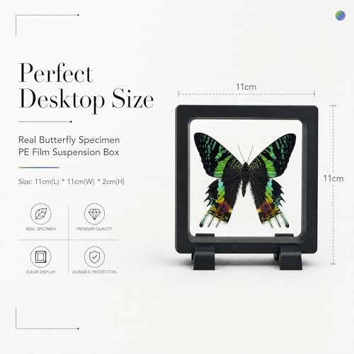 1pc Authentic Butterfly Specimen PE Film Suspension Box Unique Birthday Gift for Biology Enthusiasts Classroom Teaching Aid (Madagascan Sunset Moth) - color: Madagascan Sunset Moth