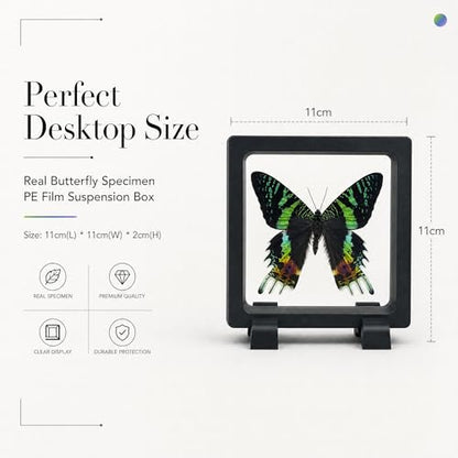 1pc Authentic Butterfly Specimen PE Film Suspension Box Unique Birthday Gift for Biology Enthusiasts Classroom Teaching Aid (Madagascan Sunset Moth) - color: Madagascan Sunset Moth