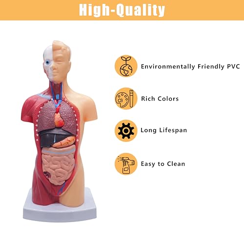 2026 New 11 inch Human Body Model for Anatomy, 15 Pcs Removable Human Torso Anatomy Model for Teaching, Medical Education Display, with Product Manual