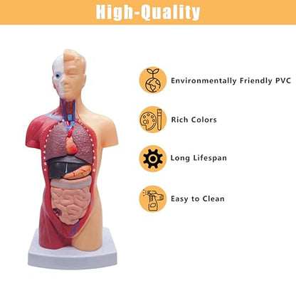 2026 New 11 inch Human Body Model for Anatomy, 15 Pcs Removable Human Torso Anatomy Model for Teaching, Medical Education Display, with Product Manual