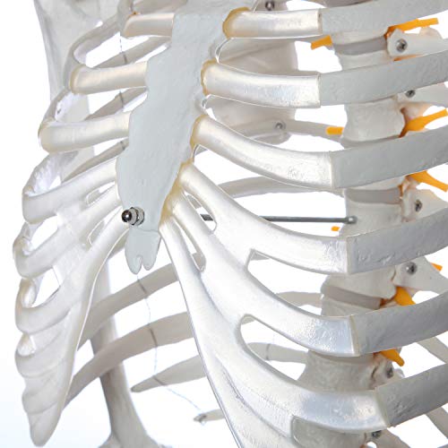 Axis Scientific Flexible Life-Size Human Skeleton, 5'6"