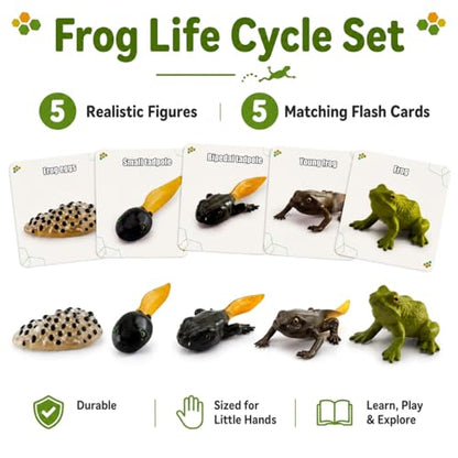 Montessori Life Cycle Animal Figures with Flash Cards, Lifelike Animal Growth Cycle Biological Model Set (Frog) - style: Frog
