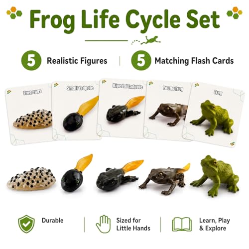Montessori Life Cycle Animal Figures with Flash Cards, Lifelike Animal Growth Cycle Biological Model Set (Frog) - style: Frog