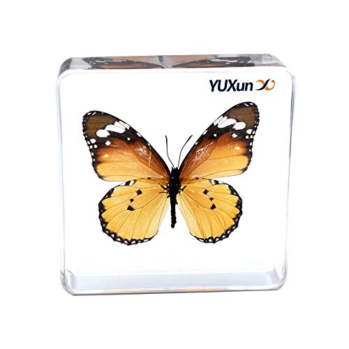 Real Insect Butterfly Specimen Paperweight Animal Taxidermy Collection Display Sciecne Classroom Specimen for Science Education (Butterfly 2) - color: Butterfly 2