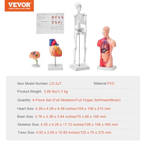 VEVOR Human Anatomy Model Bundle Set - Human Skeleton, Brain, Human Torso Body, Heart - Set of 4, Detachable Hands-on 3D Model Physiology Teaching Tools for Study and Display, with Manual - size: Short Size