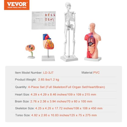 VEVOR Human Anatomy Model Bundle Set - Human Skeleton, Brain, Human Torso Body, Heart - Set of 4, Detachable Hands-on 3D Model Physiology Teaching Tools for Study and Display, with Manual - size: Short Size