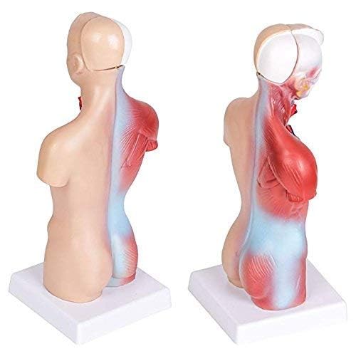 Plasdent superply Anatomy Model | 11inch Human Torso Body | Heart Brain Skeleton | Medical School Educational Tool