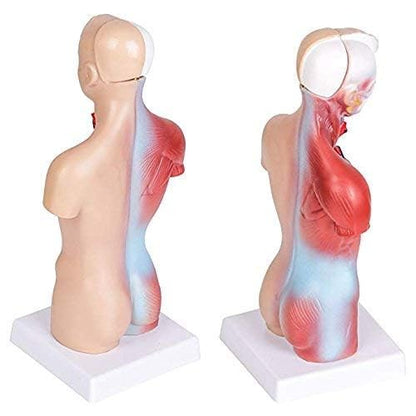Plasdent superply Anatomy Model | 11inch Human Torso Body | Heart Brain Skeleton | Medical School Educational Tool