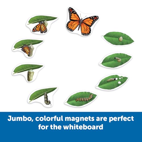 Learning Resources Giant Magnetic Butterfly Life Cycle - Write-and-Wipe Teaching Aids and STEM Decor, Butterfly Life Cycle Models, Dry Erase Accessories for Homeschool or Classroom