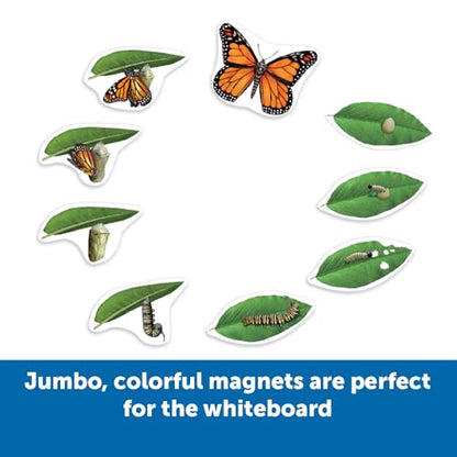 Learning Resources Giant Magnetic Butterfly Life Cycle - Write-and-Wipe Teaching Aids and STEM Decor, Butterfly Life Cycle Models, Dry Erase Accessories for Homeschool or Classroom