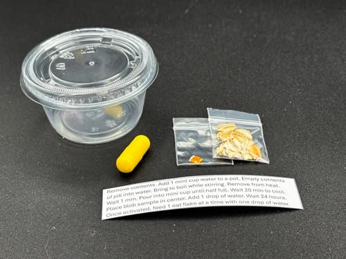 Mini Blob Kit - Slime Mold - Physarum polycephalum